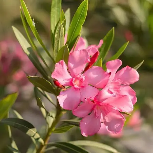 Олеандр душистый Agro-Market Nerium oleander Temptation (вечнозеленый, ароматный кустарник) (188133)1 саженец в упаковке Нидерланды - фото 1