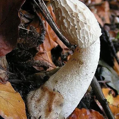 Сухий зерновий міцелій "Веселка звичайна" 100г (45554) - фото 1