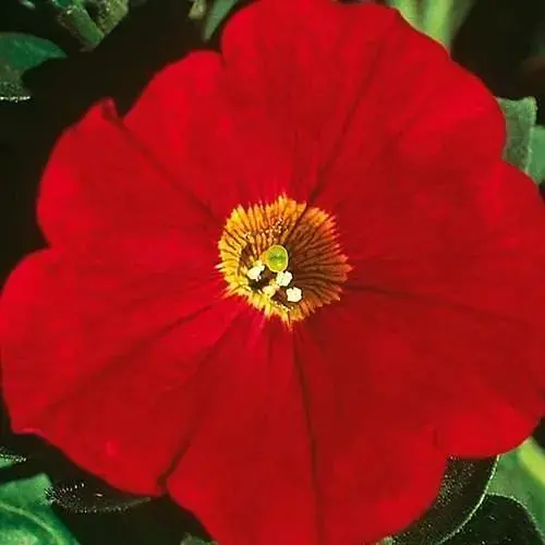 Петунія Alpetunia "Red" (контейнер №10 висота 10-15см) (64511) 1 саженец - фото 1