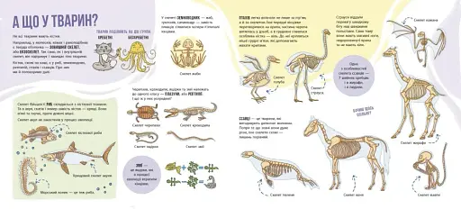 Скелети і кістки. Енциклопедія з віконцями - фото 5