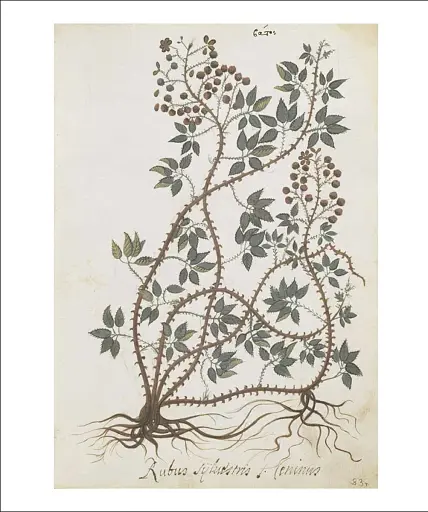 The Science of Plants - фото 9