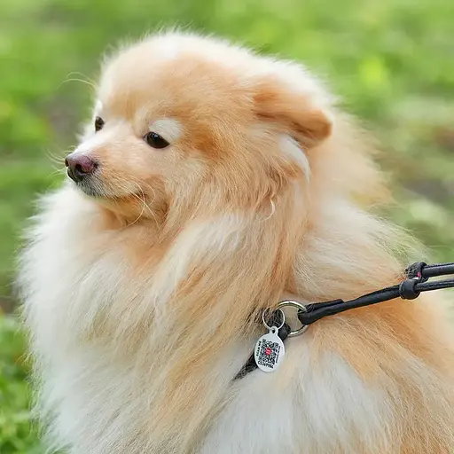 Шлея з повідцем для собак Waudog Soft з QR паспортом шкіряна кругла Д 6 мм, А 26-46 см, В 30-50 см чорна - фото 4