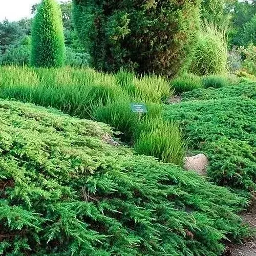 Ялівець звичайний 3-річний "Green Carpet" С3 висота 30-40см (188120) 1 саджанець - фото 1