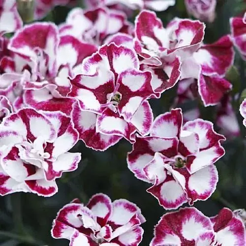 Гвоздика Махрова "Cremarena" (188627) 1 саженец - фото 1