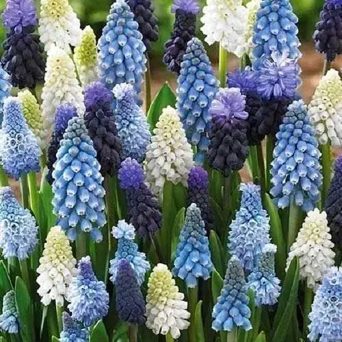 Мускари "Mix" (62194) 5 шт - фото 1