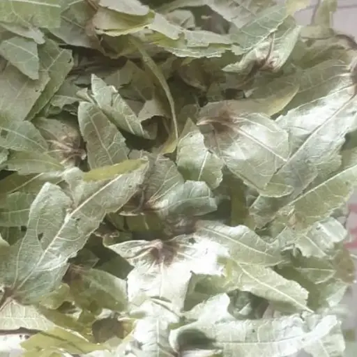 100 г граб обыкновенный цвет сушеный  - свежий урожай