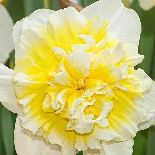 Нарцис "Full House" (181282) 2 шт - фото 1