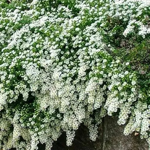 Айстра грунтопокривна "Snow Flurry" (контейнер № 10) (47986) 1 саженец - фото 1