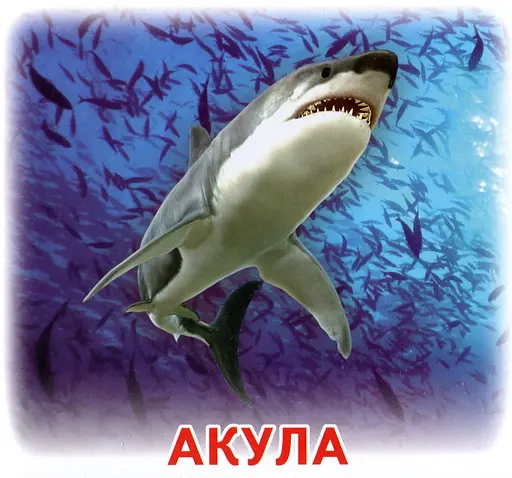 Жителі морів та океанів. Роздавальні картки - фото 4