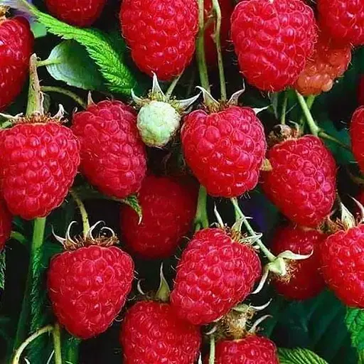 Малина Agro-Market "Malling Promise" (средний срок созревания) 1-летний саженец (189473) 1 шт в упаковке - фото 1