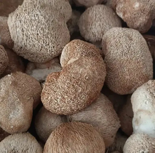 100 г ежовик гребенчатый гриб сушеный - свежий урожай - фото 1