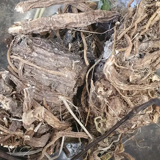 100 г борщівник сибірський коріння сушене - свіжий урожай