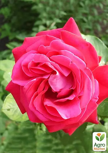 Роза в контейнере чайно-гибридная "Duftwolke" (садник класса АА+) (180837) 1 саженец - фото 2