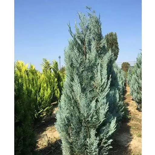 Кипарисовик Лавсона "Blom" (кім/сітка) висота 120-140см (188857) 1 шт - фото 1