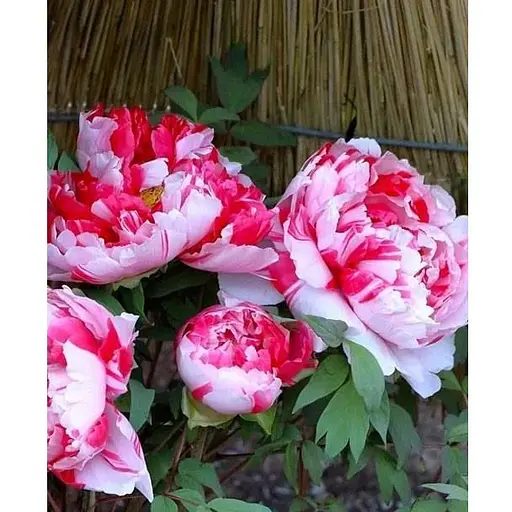 Півонія деревоподібна "Shima Nishiki" (75835) (Корневище) 1 шт - фото 1