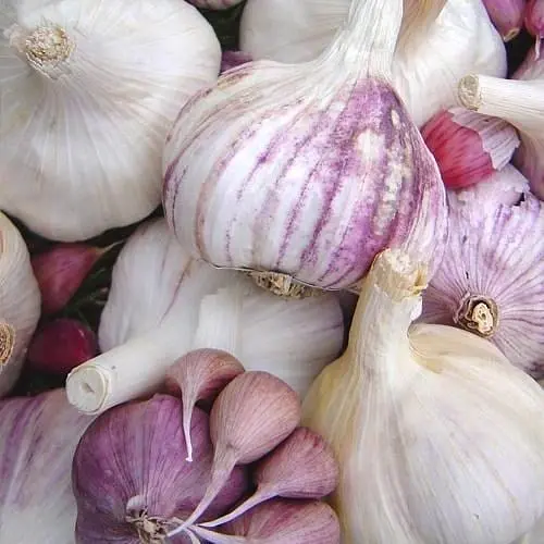 Часник посадковий (зубчики) "Одеський" Україна 0,5кг (25635) - фото 1