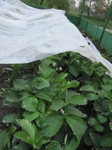 Агроволокно Greentex P-23 1.6х10 м белое (39320) - фото 3