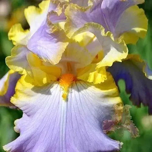 Ирис бородатый крупноцветковый "All About Spring" 1 шт (41105) - фото 1