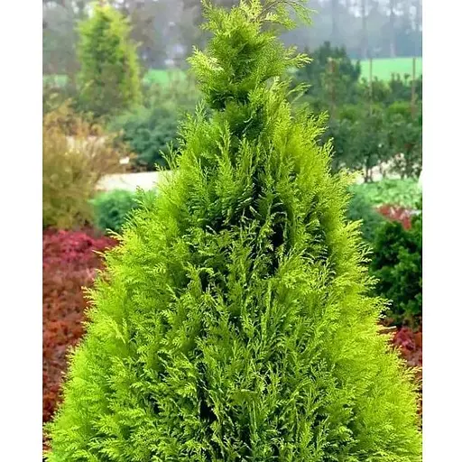 Кипарисовик Лавсона "Alumi Gold" С2 высота 25-35см (176877) 1 саженец - фото 1