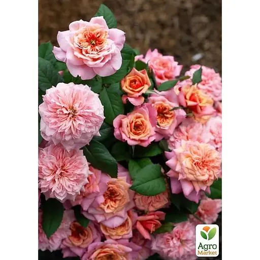 Троянда шраб Agro-Market Міябі у контейнері, вищий сорт (185423) 1 саджанець в упаковці - фото 1