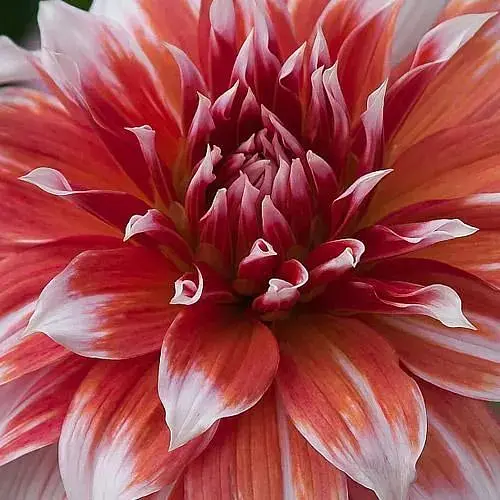 Георгина "Frost Nip" (гигантский цветок) (23555) - фото 1