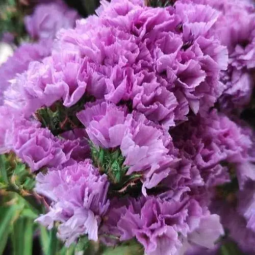 Статиця "Lavender Provence" (кермек лимоніум сухоцвіт) (190072) 1 саджанець - фото 1