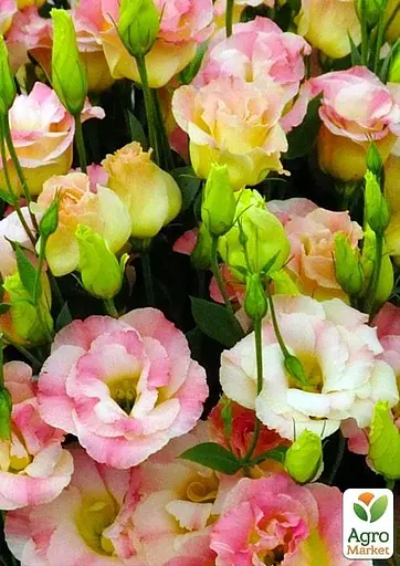 Эустома махровая "Arena Champagne" укоренена в контейнере Р9 (51985) 1 саженец - фото 2