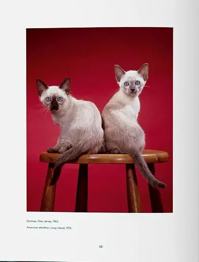 Walter Chandoha. Cats. Photographs 1942-2018 - фото 7