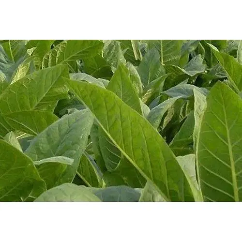 Семена Табак "Курильный" Весна 1г (22481) - фото 1