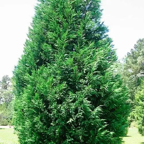 Купрессоципарис Лейланда "Variegata" С3 высота 70-90см (188656) 1 саженец - фото 1