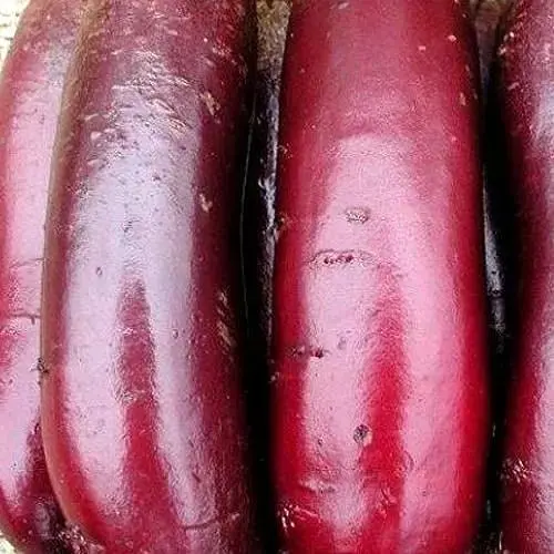 Свекла Весна Цилиндр (в банке) 80г (52421) - фото 1