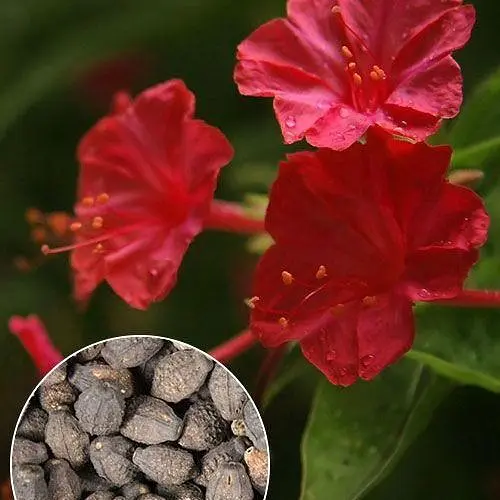 Мирабилис "Красный" Весна 3г (22454) - фото 4