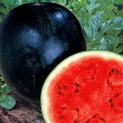 Кавун Весна Ультраранній (у банці) Органік 15г (105632) - фото 2