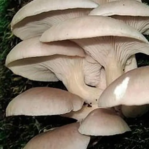 Міцелій на дубових брусочках "Глива Білий ельф" 10шт (45234) - фото 1