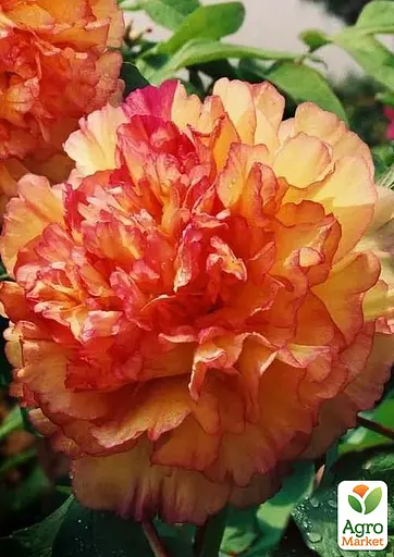 Пион древовидный Kinkaku Jin Ge (Китай саженец 2 года) (190793) 1 шт Нидерланды - фото 2