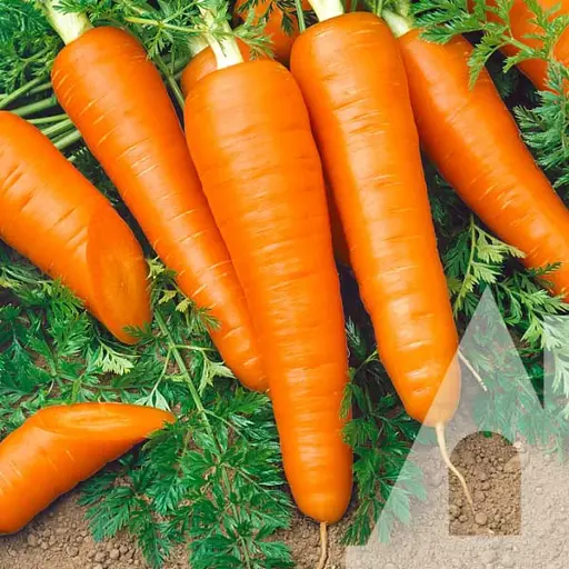 Морква Садиба Вікторія F1, 400 шт.