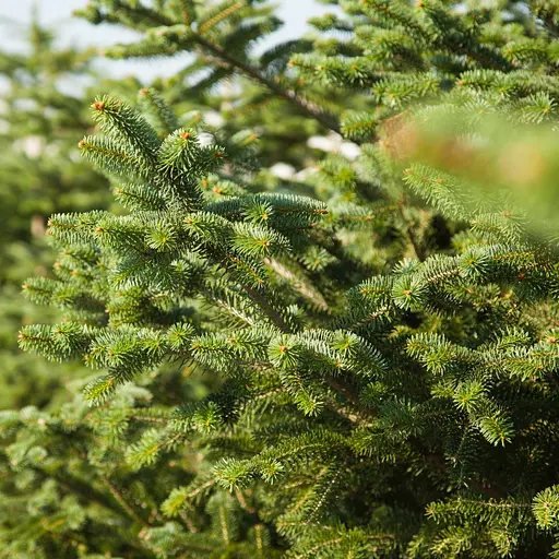 Торфосмесь для всех видов хвойных растений COMPO SANA® 40 л - фото 14