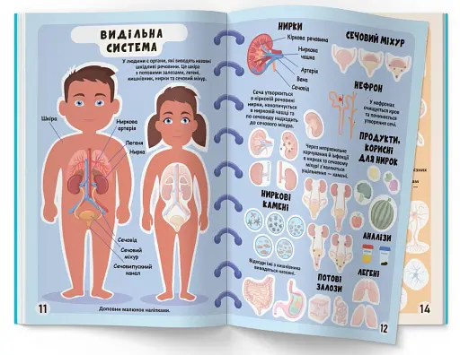 Меганаліпки. Тіло людини - фото 4