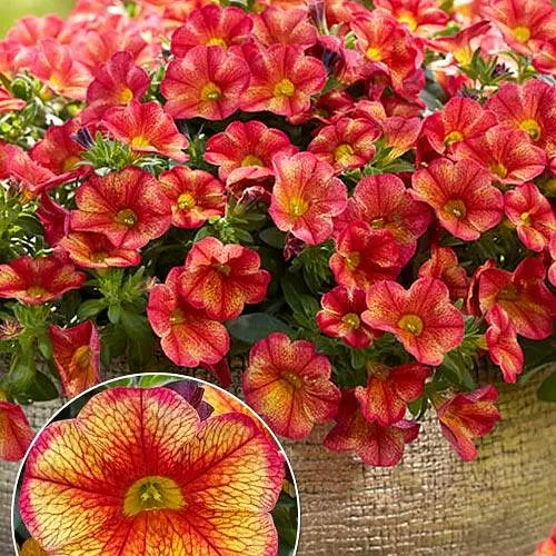 Калібрахоа Mini Famous Uno "Bakari" (189833) 1 саженец - фото 2