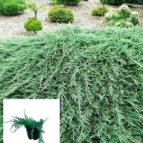 Ялівець горизонтальний "Glacier" вазон С1,5 діаметр 15-25 см (102151) 1 саджанець - фото 3