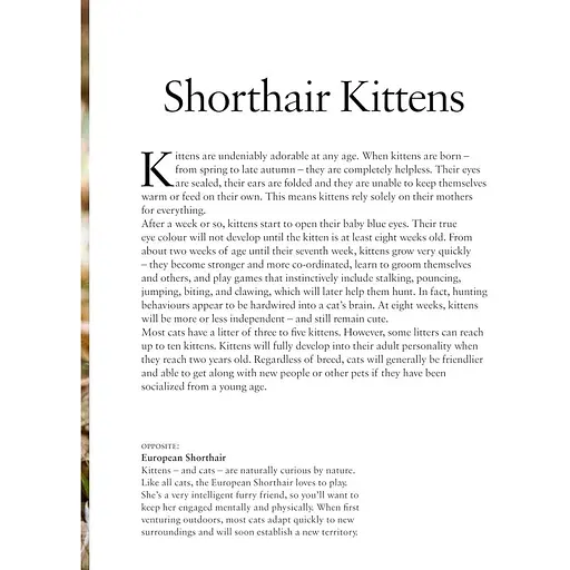 Kittens – Олдертон Дэвид - фото 2