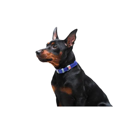 Нашийник для собак шкіряний Waudog Classic Ш 12 мм Д 21-29 см фіолетовий - фото 6