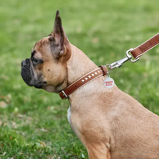 Нашийник для собак шкіряний Waudog Soft з QR-паспортом металічні прикраси Ш 20 мм Д 30-39 см коричневий - фото 3