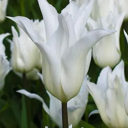 Тюльпан "White Triumphator" (лілієцвітний) (186184) 2 шт - фото 1