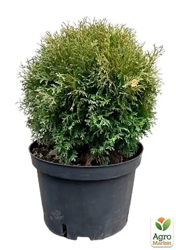 Туя западная Hoseri С10, диаметр 30-40 см (176424) 1 саженец в упаковке - фото 1