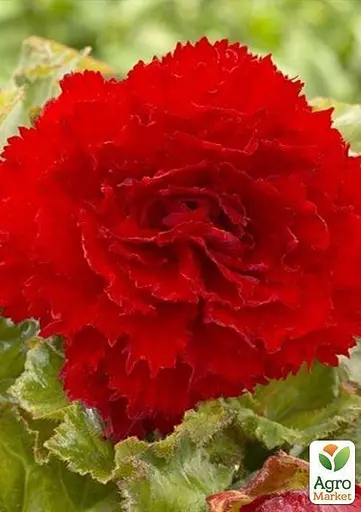 Бегонія Agro-Market мікс з 3-х сортів Віра (Faith) 3шт в комплекті (45734) - фото 2