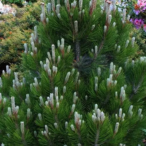 Сосна белокорая Agro-Market Compact Gem ком/сетка, высота 90-100 см 188446 1 саженец в упаковке - фото 1