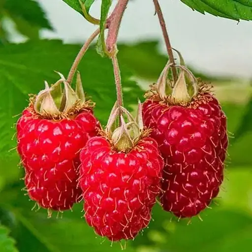 Малина Agro-Market "Саня" (среднеранний срок созревания) 1-летний саженец (189477) 1 шт в упаковке - фото 1