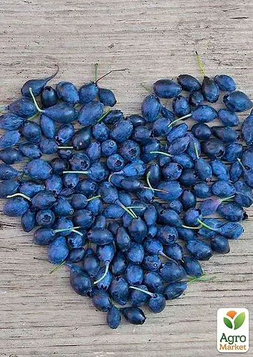 LMTD Голубика ремонтантная 2-х летняя Agro-Market "Lucky Berry" (высота 40-60 см, горшок С5) (180017) з Німеччини 1 саженец в упаковке - фото 3