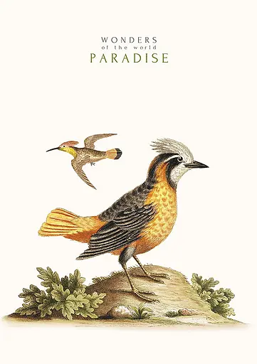 Комплект 3 шт общих тетрадей. Тетрадь Школярик А4 40 л. в линию 545 4823088203325 - фото 3
